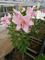 [4658 DJ OR-06 No01.JPG]